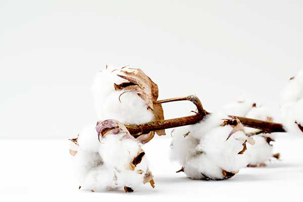 Apparel Entepreneurship Organic Cotton